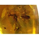 Natural History: An amber specimen containing the remains of a fly and other insects