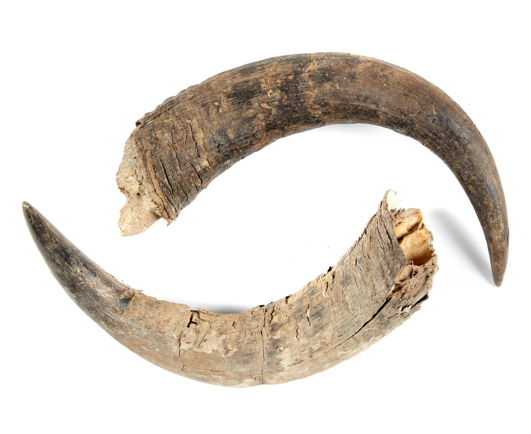 Natural History: A pair of Bison Pricus horns, Siberia, Ice Age, 53cm