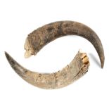 Natural History: A pair of Bison Pricus horns, Siberia, Ice Age, 53cm