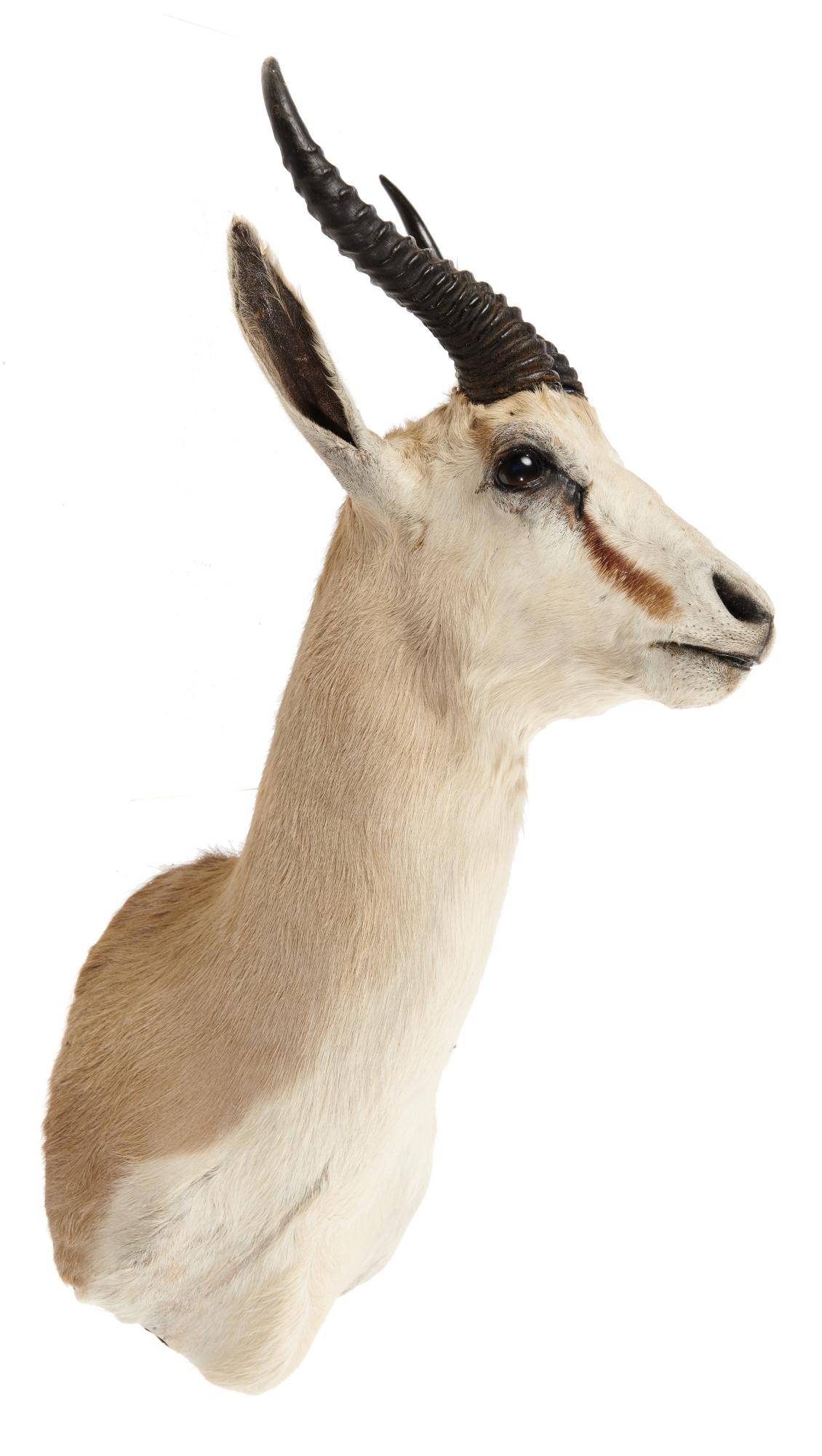 Taxidermy: Two Sommerings gazelle heads, recent, the larger 70cm high by 43cm wide - Image 2 of 2