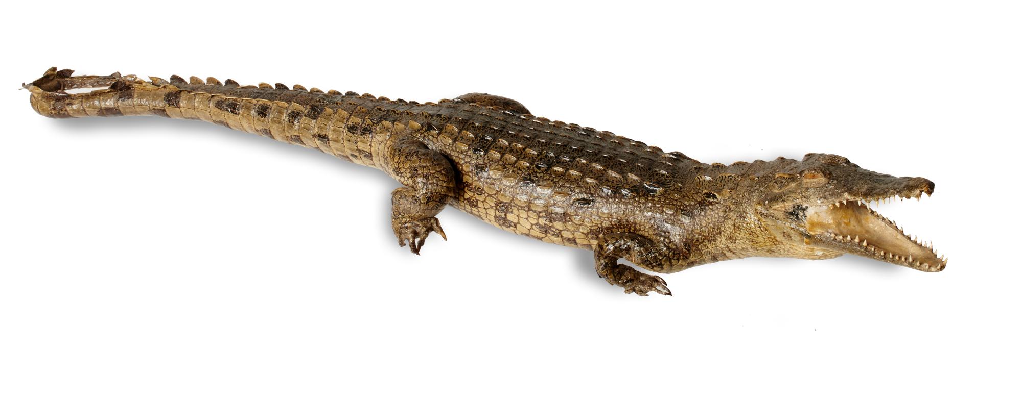 Taxidermy: A full mount Nile crocodile taxidermy, Madagascar, modern, on metal stand, 107cm long