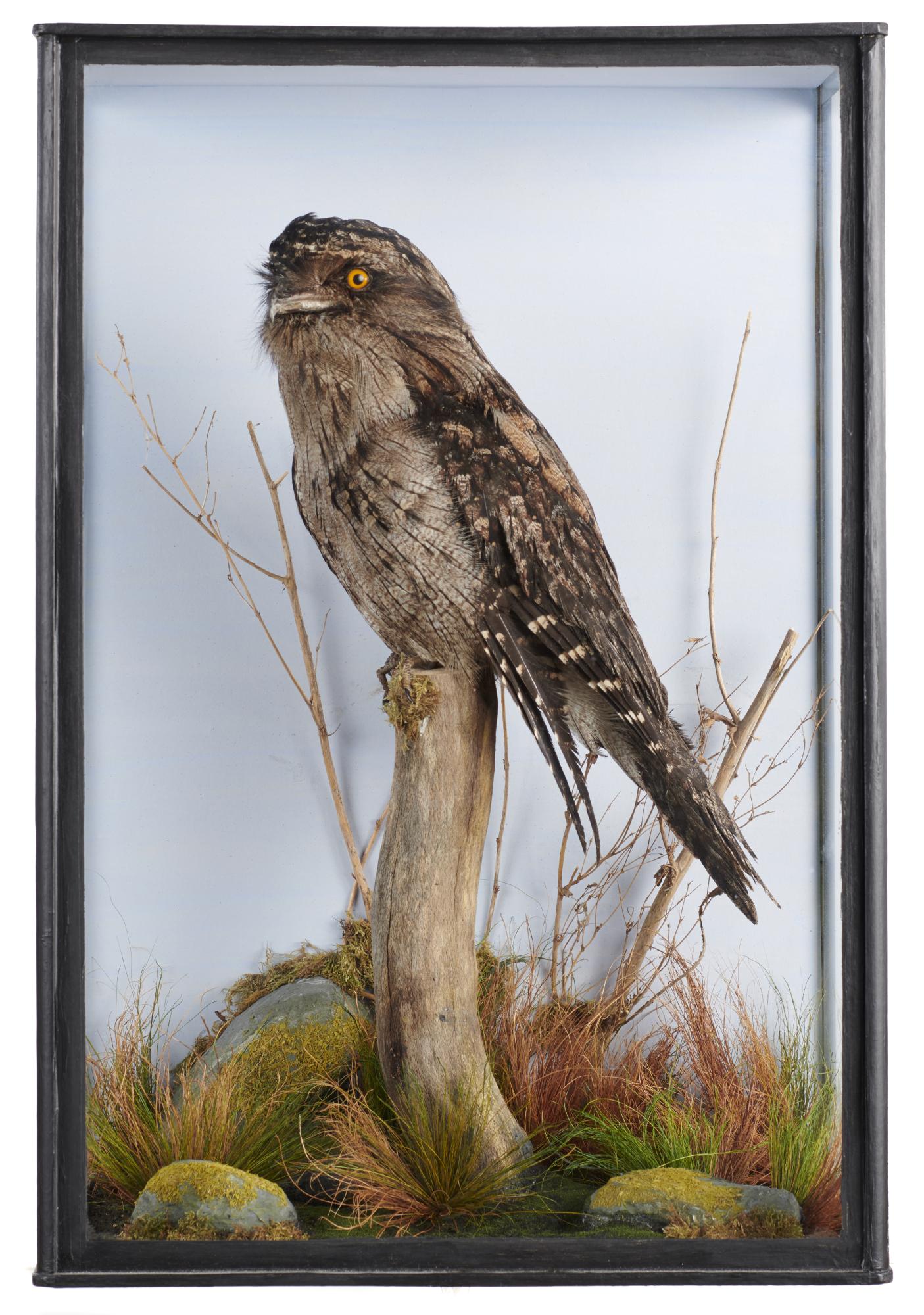 Taxidermy: A cased Frogmouth, recent, 63cm high by 45cm wide