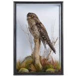 Taxidermy: A cased Frogmouth, recent, 63cm high by 45cm wide