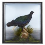 Taxidermy: A Victorian Nicobar pigeon, late 19th century, 41cm by 41cm. These are the closest living