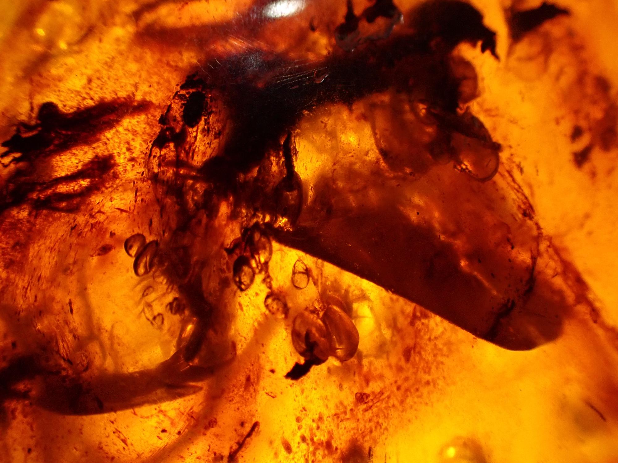 Natural History: An extremely rare and possibly unique amber specimen containing Tetrapod type - Image 3 of 10
