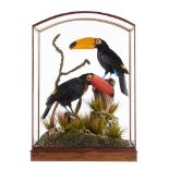 Taxidermy: Toucans by Frankenstein, mythical birds reconstructed from non cites species in a dome