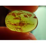 Natural History: An amber specimen containing a complete scorpion, Hukawng Valley, Myanmar