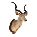 Taxidermy: A greater Kudu head on wooden shield with data, 1998, 155cm high by 83cm deep