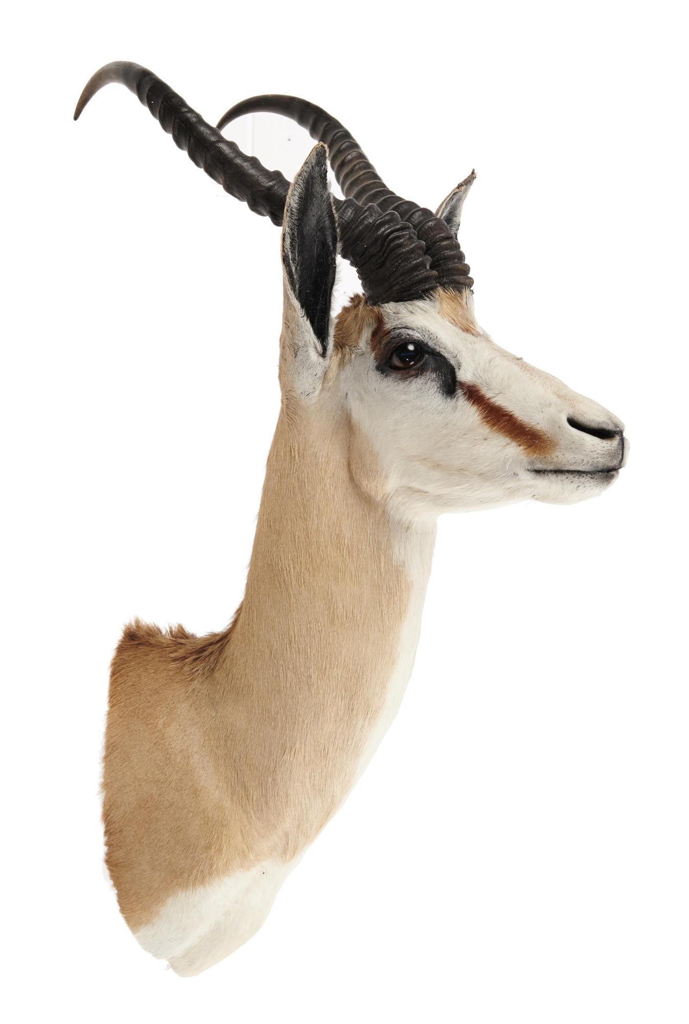 Taxidermy: Two Sommerings gazelle heads, recent, the larger 70cm high by 43cm wide