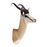 Taxidermy: Two Sommerings gazelle heads, recent, the larger 70cm high by 43cm wide