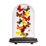 Taxidermy: A display of colourful butterflies under glass dome, modern, 35cm high