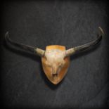 Natural History: A Steppe bison antiquus skull, Pleistocene, Yakutia, Siberia, mounted on wooden