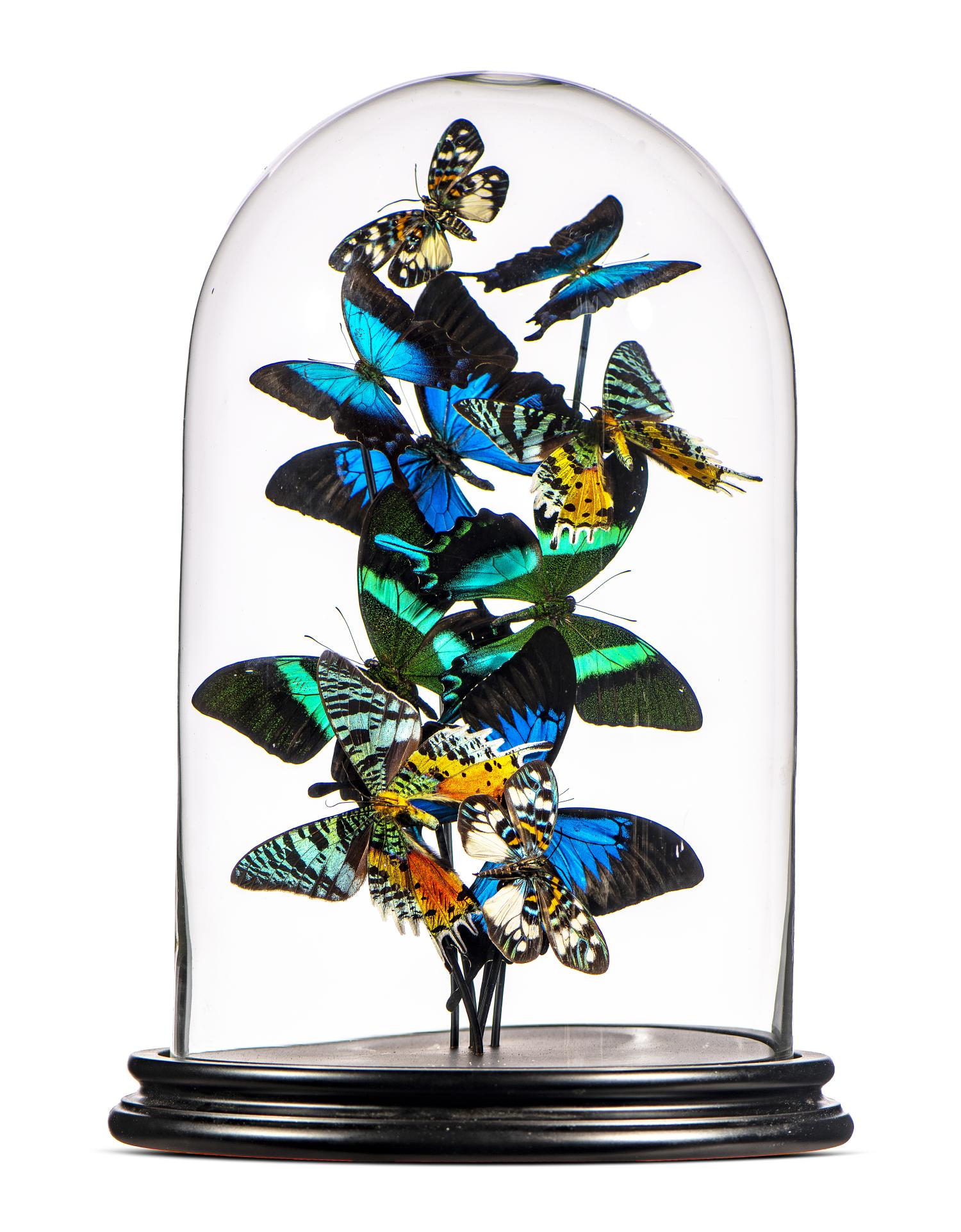 Interior Design: A display of colourful butterflies under glass dome , modern, 39cm high