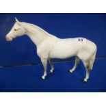 Large White Beswick stallion