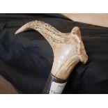 Horn topped walking stick