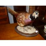 Stuffed Pheasant on wooden base