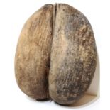 NATURAL HISTORY, COCO DE MER NUT (LODOICEA) This driftseed, which is famed for its resemblance to