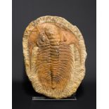 A VERY LARGE CAMBROPALLAS TELESTO TRILOBITE FOSSIL Morocco, Anti-Atlas Mountains, Cambrian period,