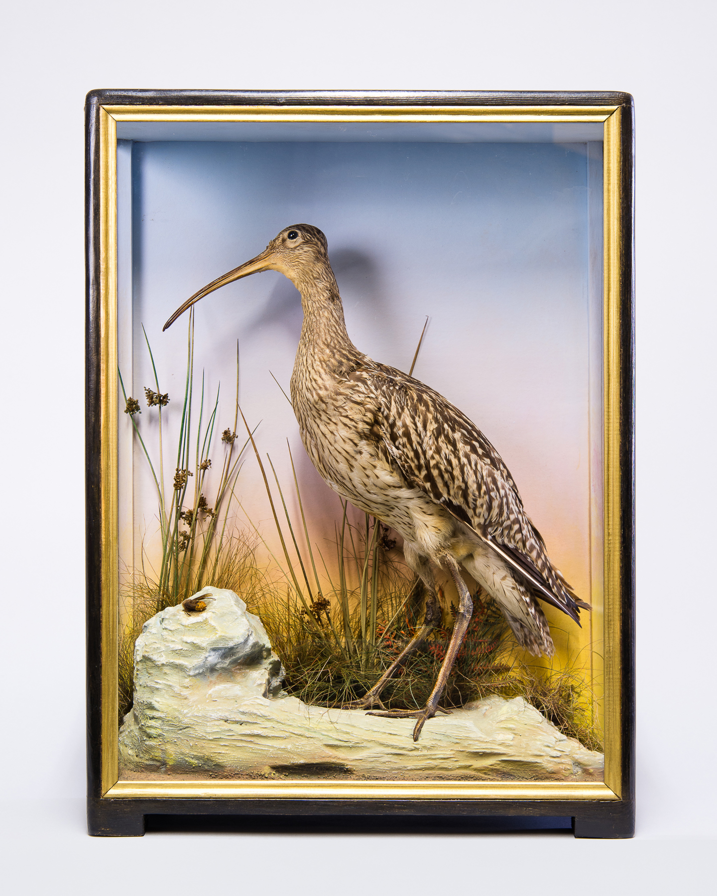 JAMES HUTCHINGS, A LATE 19TH CENTURY TAXIDERMY CURLEW Mounted in a glazed case with a naturalistic