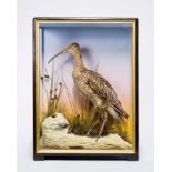 JAMES HUTCHINGS, A LATE 19TH CENTURY TAXIDERMY CURLEW Mounted in a glazed case with a naturalistic