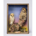 JAMES HUTCHINGS, A LATE 19TH CENTURY TAXIDERMY BARN OWL AND TAWNY OWL. Mounted in a glazed case with