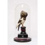 A LATE 19TH/EARLY 20TH CENTURY TAXIDERMY FANCY PIGEON UNDER GLASS DOME. (h 54cm x w 26.5cm x d 26.