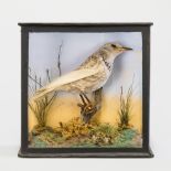 A LATE 19TH CENTURY TAXIDERMY ALBINO STARLING Mounted in a glazed case with a naturalistic