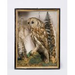A LATE 19TH CENTURY TAXIDERMY TAWNY OWL Mounted in a glazed case with a naturalistic setting. (h