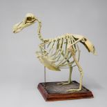 A LATE 19TH/EARLY 20TH CENTURY PLASTER MODEL OF A DODO SKELETON Mounted on a later naturalistic