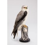 AN EARLY 20TH CENTURY TAXIDERMY WHITE-TAILED KITE, C1942. (h 33cm x w 18cm x d 16cm)