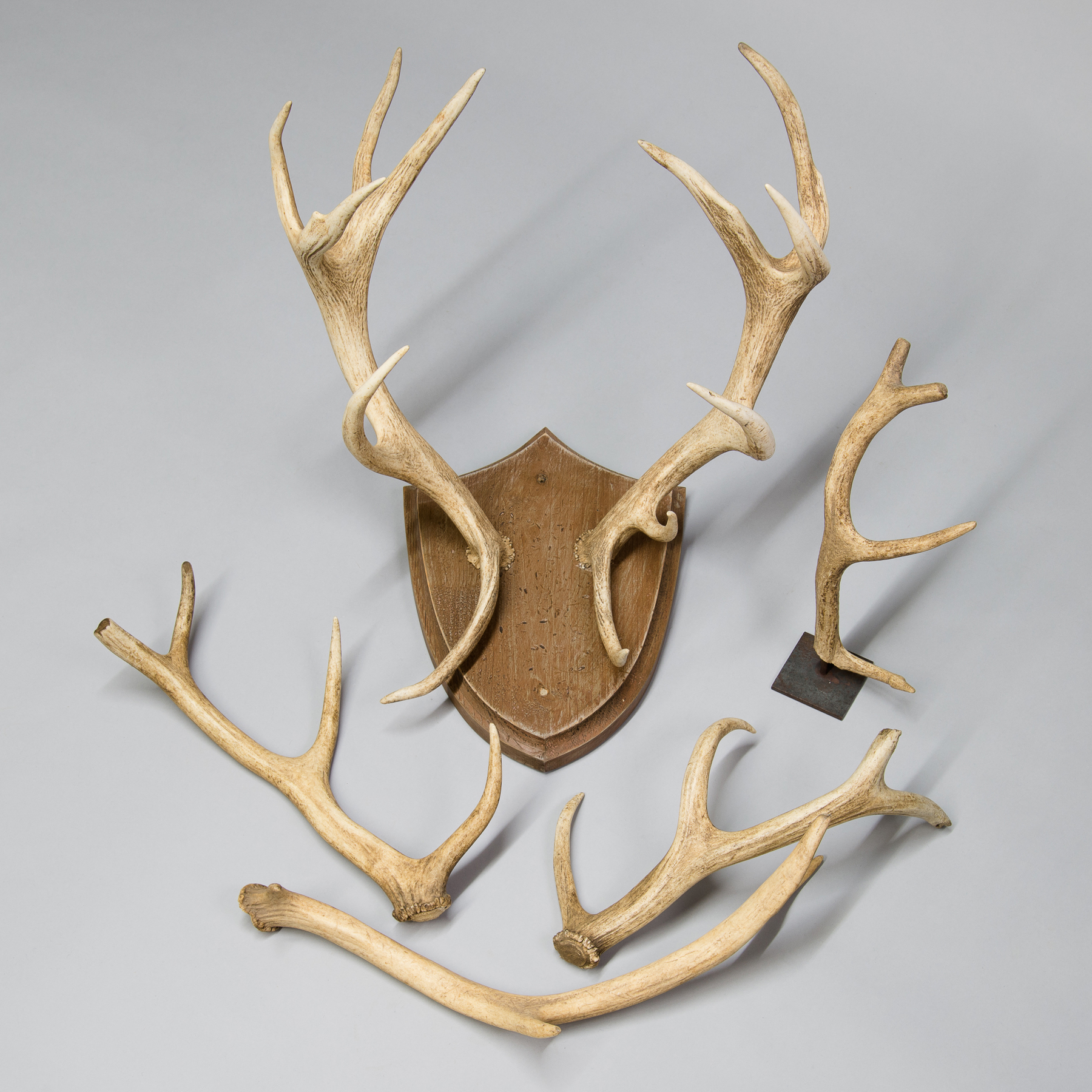 A COLLECTION OF DEER ANTLERS The antler set on oak shield. (h 60cm x w 50cm x d 50cm)