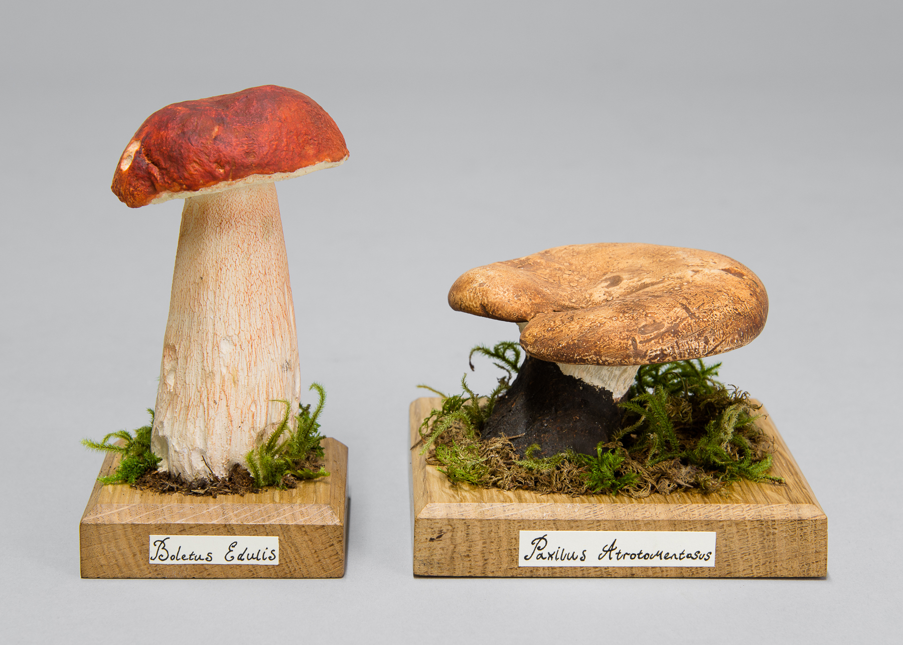 TWO UNIQUE AND SCIENTIFICALLY CORRECT WILD MUSHROOM MODELS. (largest measuring h 14cm)