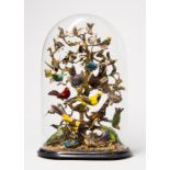 A LARGE AND IMPRESSIVE LATE 19TH CENTURY TAXIDERMY DISPLAY OF EXOTIC BIRDS UNDER GLASS DOME. (h 67cm