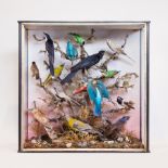 J. WILSON OF BLAENAVON, A FINE LATE 19TH CENTURY TAXIDERMY CASE OF SIXTEEN INDIAN BIRDS