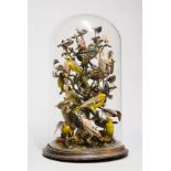 A VERY LARGE LATE 19TH CENTURY TAXIDERMY DISPLAY OF EXOTIC BIRDS UNDER GLASS DOME. (h 70cm x w