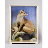 JAMES HUTCHINGS, A LATE 19TH CENTURY TAXIDERMY FOX WITH PARTRIDGE PREY Mounted in a glazed case with