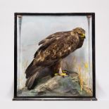 JOHN MACPHERSON, A LATE 19TH CENTURY TAXIDERMY GOLDEN EAGLE Mounted in a glazed case with a