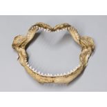 A 20TH CENTURY SHARKS JAW. (h 26cm x w 36cm x d 20cm)