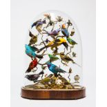 A LARGE AND IMPRESSIVE EARLY 19TH CENTURY TAXIDERMY DISPLAY OF EXOTIC BIRDS UNDER GLASS DOME.