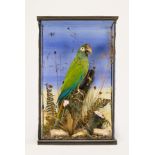 A LATE 19TH CENTURY TAXIDERMY BLUE WINGED MACAW Mounted in a glazed case with a naturalistic