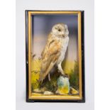 JAMES HUTCHINGS, A LATE 19TH CENTURY TAXIDERMY BARN OWL Mounted in a glazed case with a naturalistic