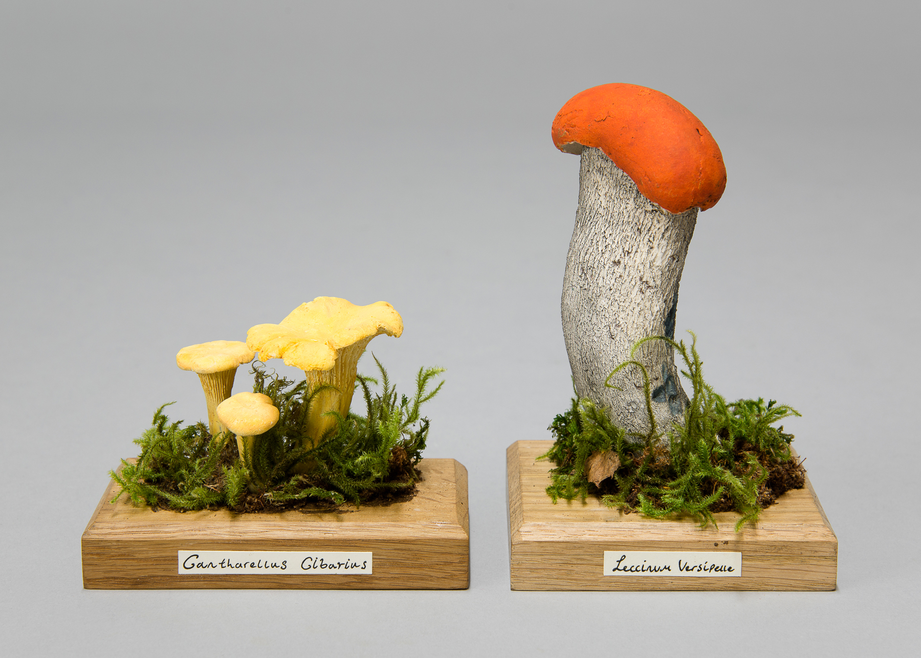 TWO UNIQUE AND SCIENTIFICALLY CORRECT WILD MUSHROOM MODELS. (largest measuring h 15.5cm)