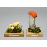 TWO UNIQUE AND SCIENTIFICALLY CORRECT WILD MUSHROOM MODELS. (largest measuring h 15.5cm)
