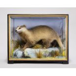 JAMES HUTCHINGS, A LATE 19TH CENTURY TAXIDERMY BADGER CUB WITH PREY Mounted in a glazed case with