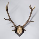 ROWLAND WARD, EARLY 20TH CENTURY SET OF RED DEER ANTLERS Bearing inscription 'Dobrisch, Bohemia 7-