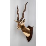 PETER SPICER & SONS, AN EARLY 20TH CENTURY TAXIDERMY INDIAN BLACKBUCK HEAD Shield mounted and