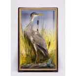 JAMES HUTCHINGS, A LATE 19TH CENTURY TAXIDERMY HERON AND KINGFISHER Mounted in a glazed case with