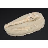 A DYROSAURUS PHOSPHATOSAURUS CROCODILE UPPER SKULL Original fossil skull pieced together by an