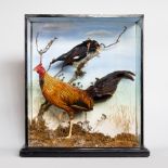 AN UNUSUAL LATE 19TH CENTURY TAXIDERMY INDIAN JUNGLE FOWL AND MYNAH BIRD In a naturalistic setting