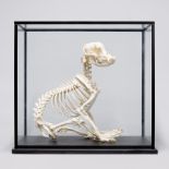 A 20TH CENTURY ENGLISH BULLDOG SKELETON MOUNTED IN A GLAZED DISPLAY CASE. (h 60cm x w 63.5cm x d